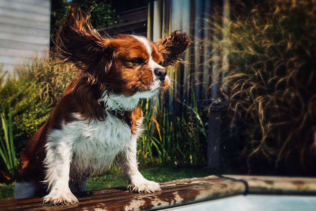 5 Things We Bet You Didn’t Know About Dog Ear Wipes