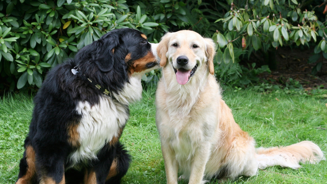 Understanding Dog Body Language: Keys to Effective Communication