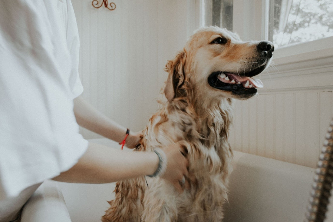 Overbathing vs Grooming Wipes: A Dog Grooming Guide