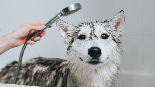 How Often Should You Bathe Your Dog?