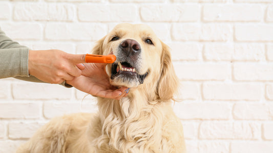 How to Brush Your Dog's Teeth: A Step-by-Step Guide