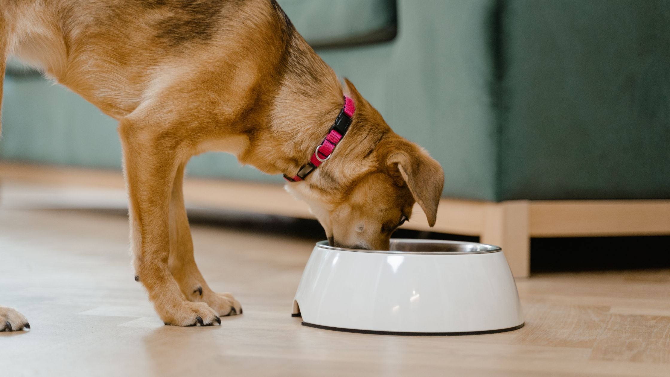 Feeding your outlet dog