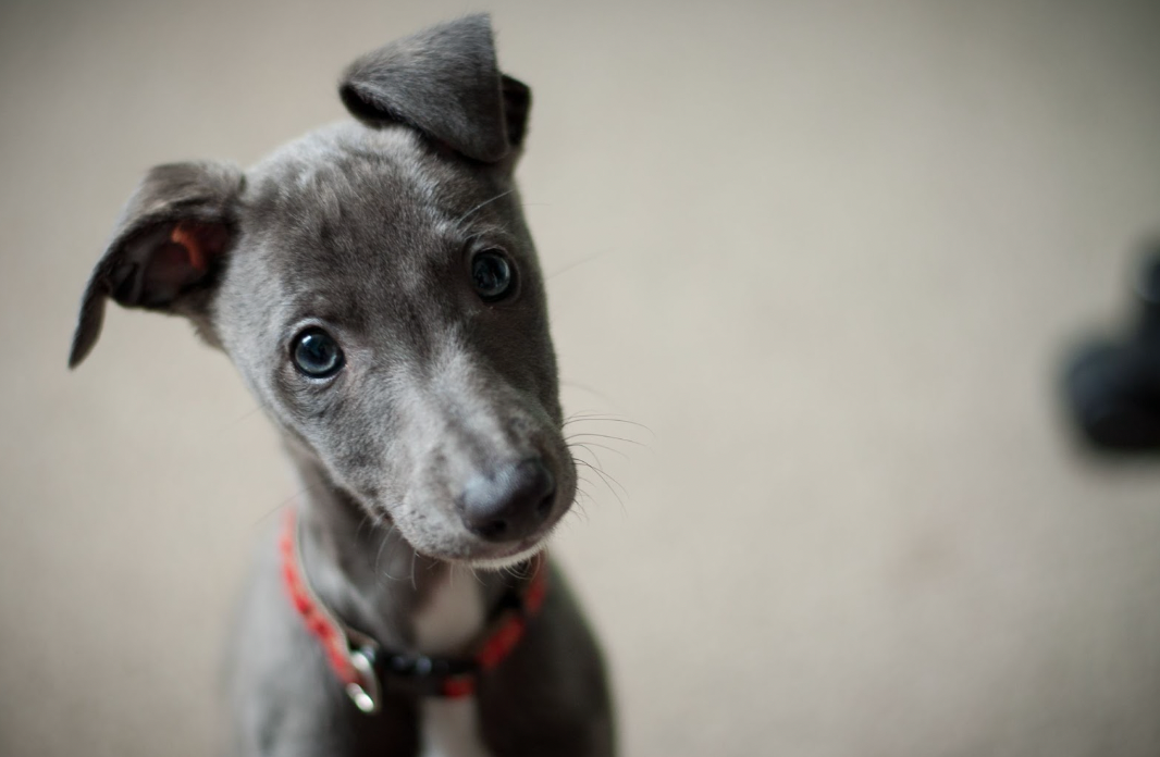 5 Red Flag Behaviours To Watch Out For In Your New Puppy