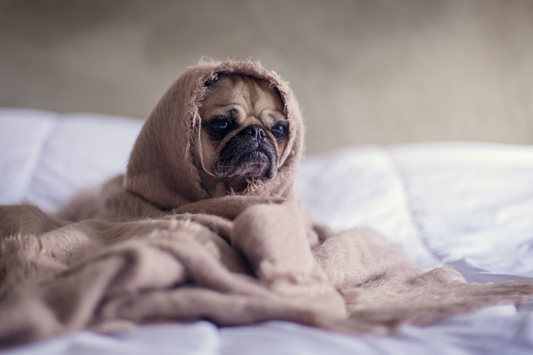 Home Monitoring Vs Vets: How To Tell If Your Dog Isn’t Feeling Well