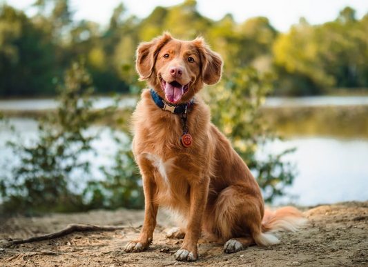 Our Complete Guide To The Best UK Springtime Dog Walks