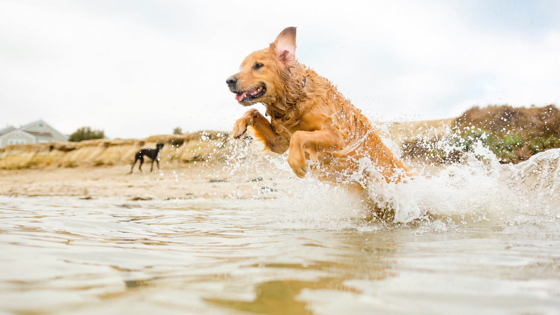 Pet Care Tips for Summer