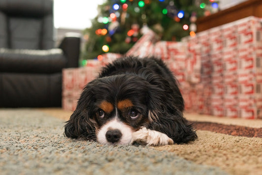 How to Keep Your Dog Safe This Christmas: 6 Festive Dangers to Watch Out For