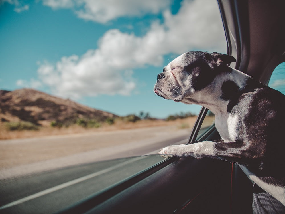 6 Must-Know Tips for Achieving Road Trip Perfection With Your Pup