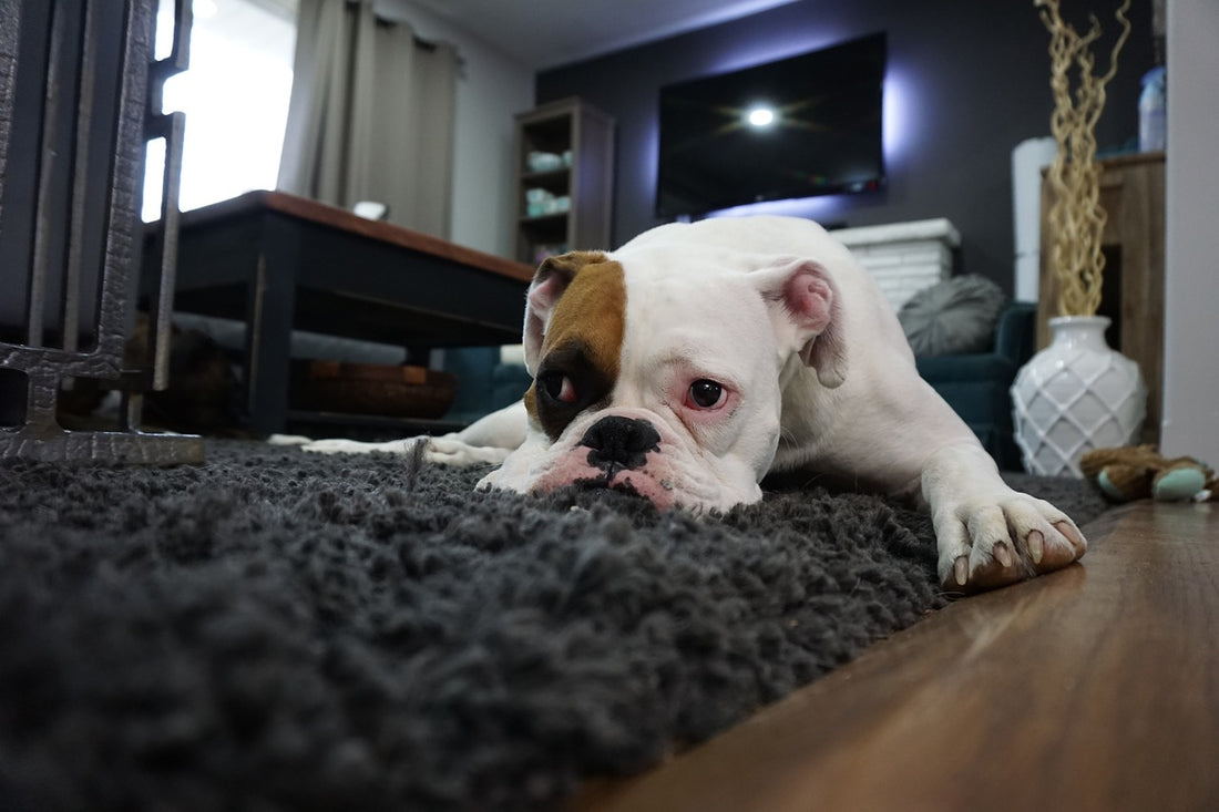 Can Dogs Get Depressed? How To Tell If Your Pup is Feeling Low