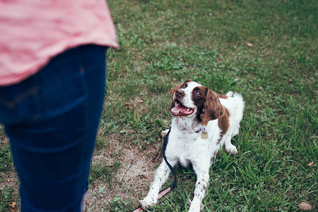 How to Get Started With Obedience Training Your Dog: A Simple Guide