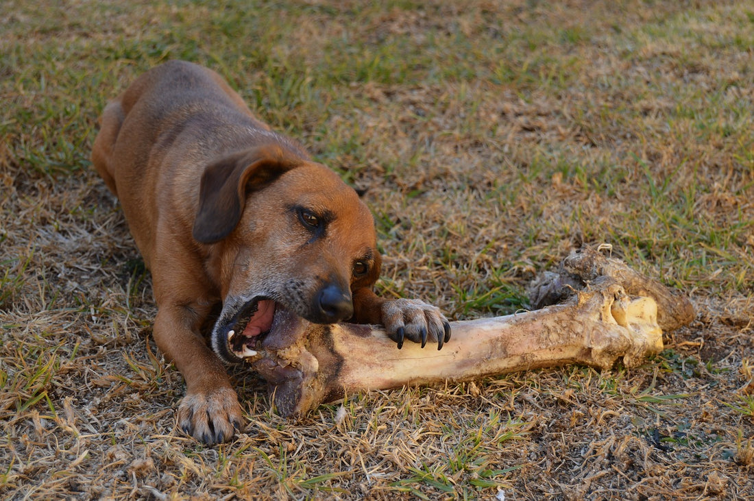 Bones vs Dental Kits: Which is Better For Your Dog and Why?