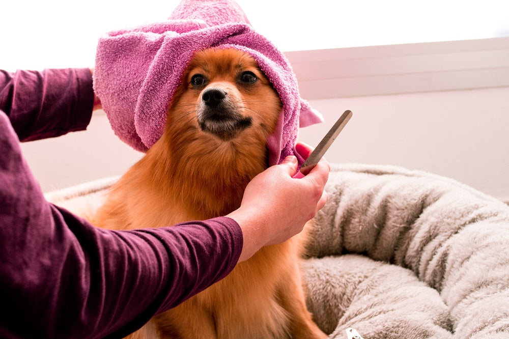 How to Spoil Your Pooch With an At-Home Salon Treatment