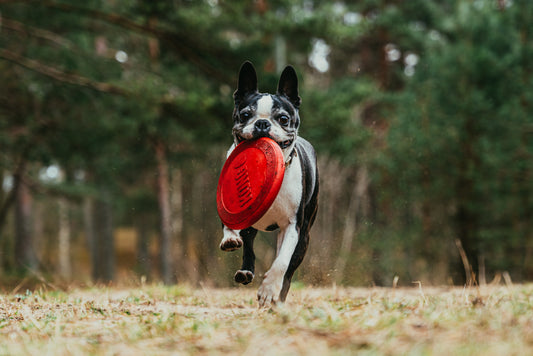 Positive Behaviour Training: Get The Goodest Of Boys in 5 Simple Steps