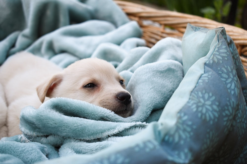 Everything You Need For Your New Puppy: The Stress-Free Checklist