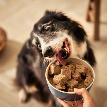 Senior Lamb with Butternut Squash & Vegetables Wet Dog Food