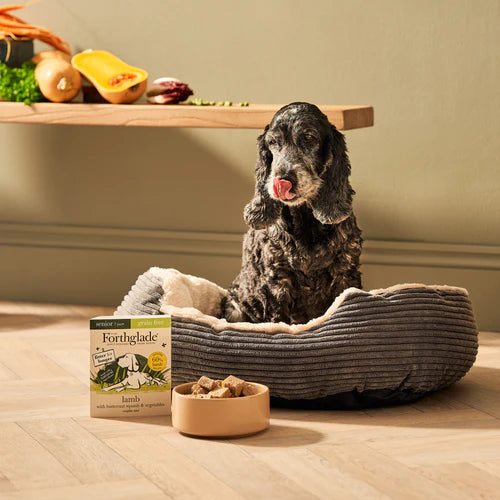 Senior Lamb with Butternut Squash & Vegetables Wet Dog Food