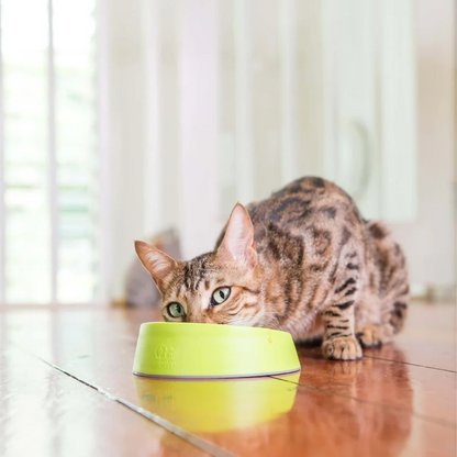 Cat Dental Care Bundle