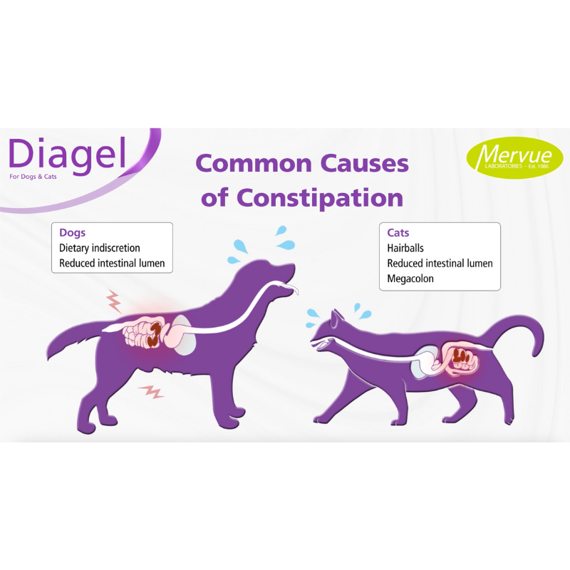 Diagel Digestive Support for Dogs and Cats