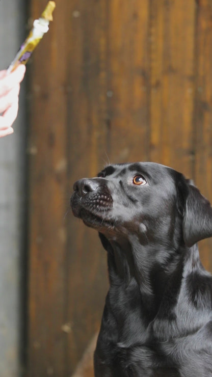 Turmeric Golden Paste for  Dogs